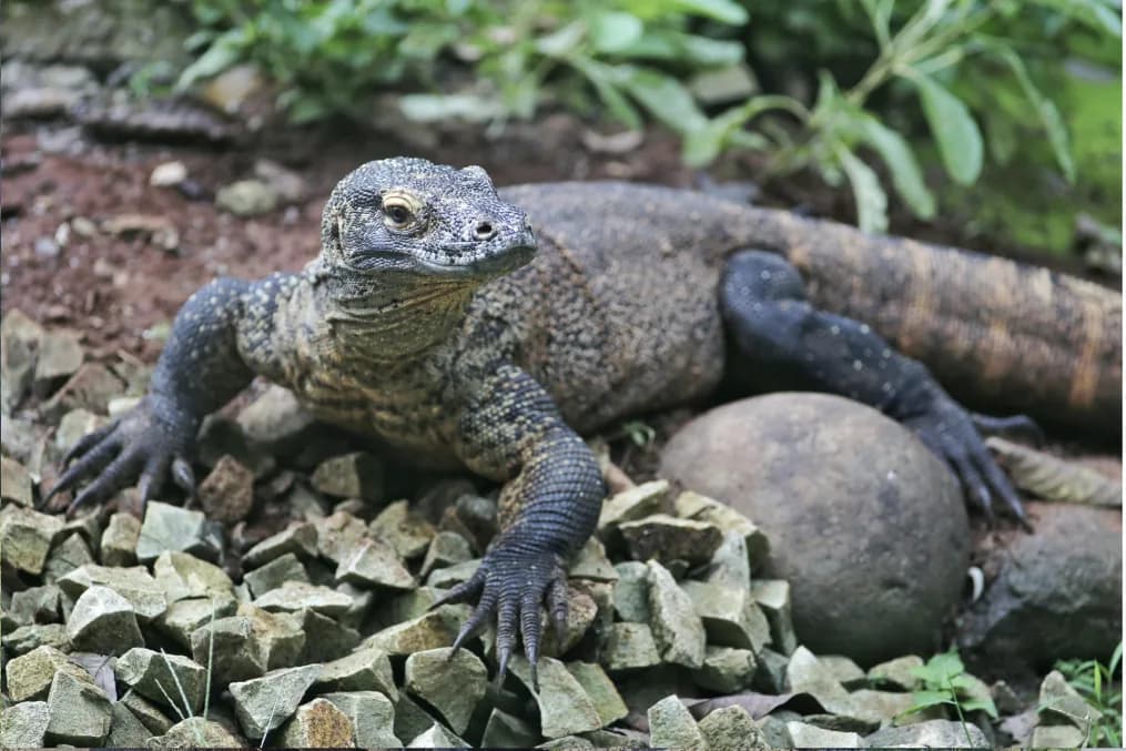 Hewan Endemik Asli NTT: Bukan Cuma Komodo