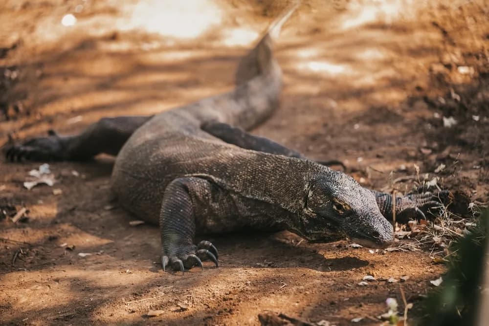 Komodo (Varanus komodoensis): Ciri-Ciri, Habitat, dan Status Konservasinya