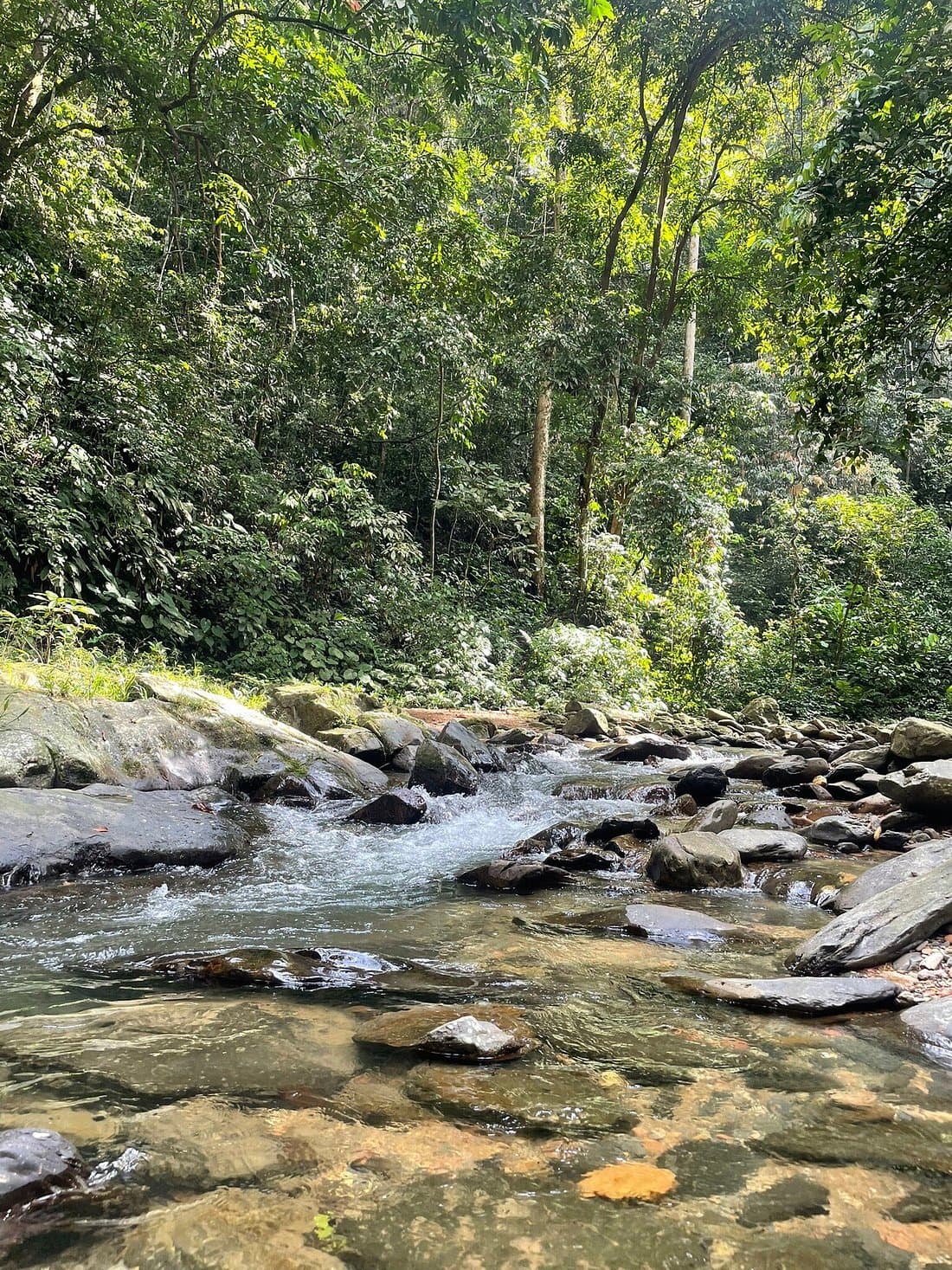 Into the Wild: Gunung Leuser Orangutan Trekking | 2D1N