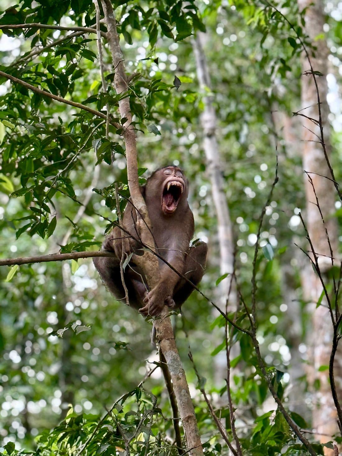 Into the Wild: Gunung Leuser Orangutan Trekking | 2D1N