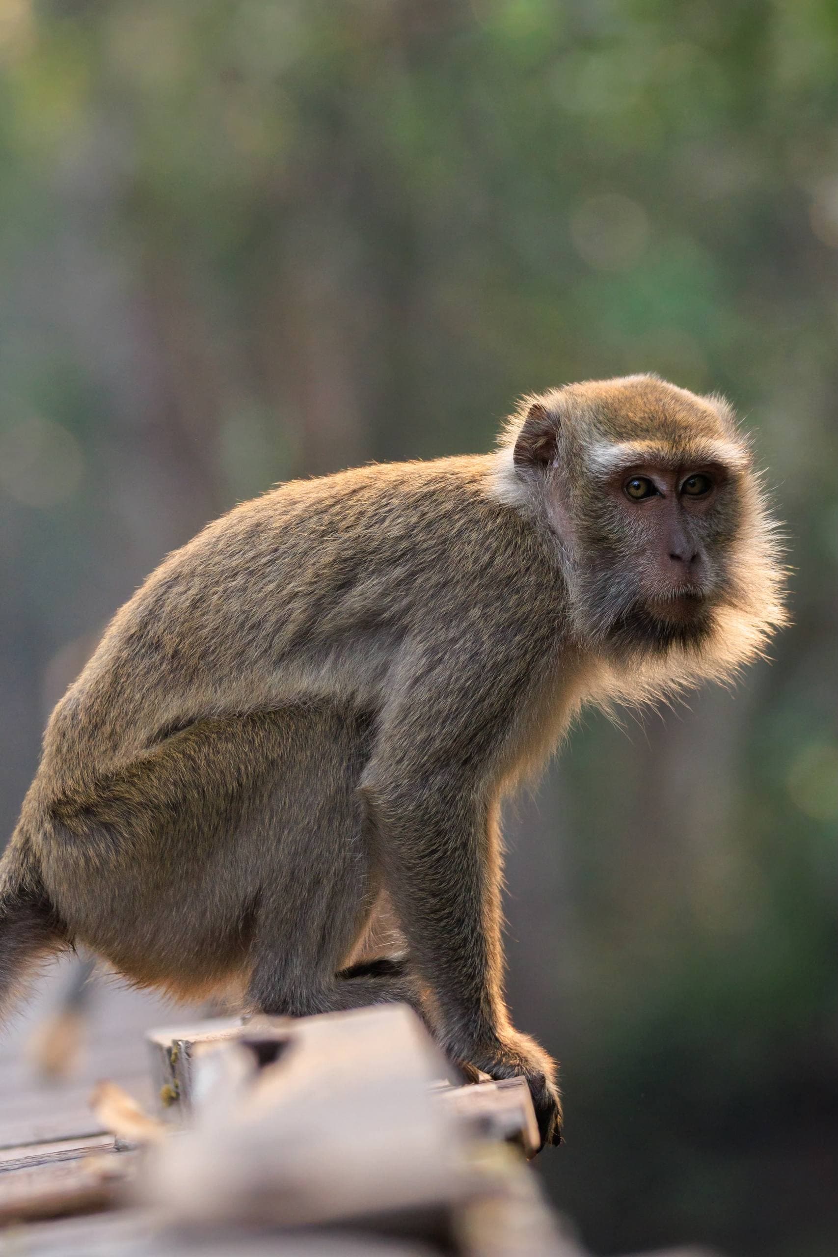 Tanjung Puting Klotok Tour: Orangutans, Birds & Night Herping | 3D2N
