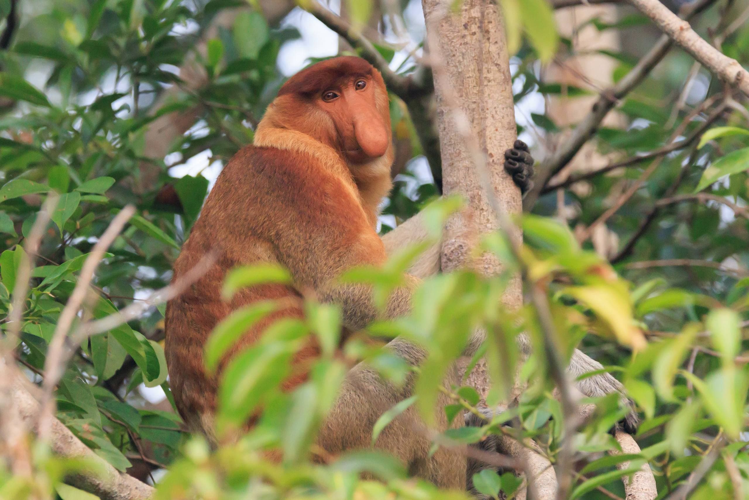 Tanjung Puting Klotok Tour: Orangutans, Birds & Night Herping | 3D2N