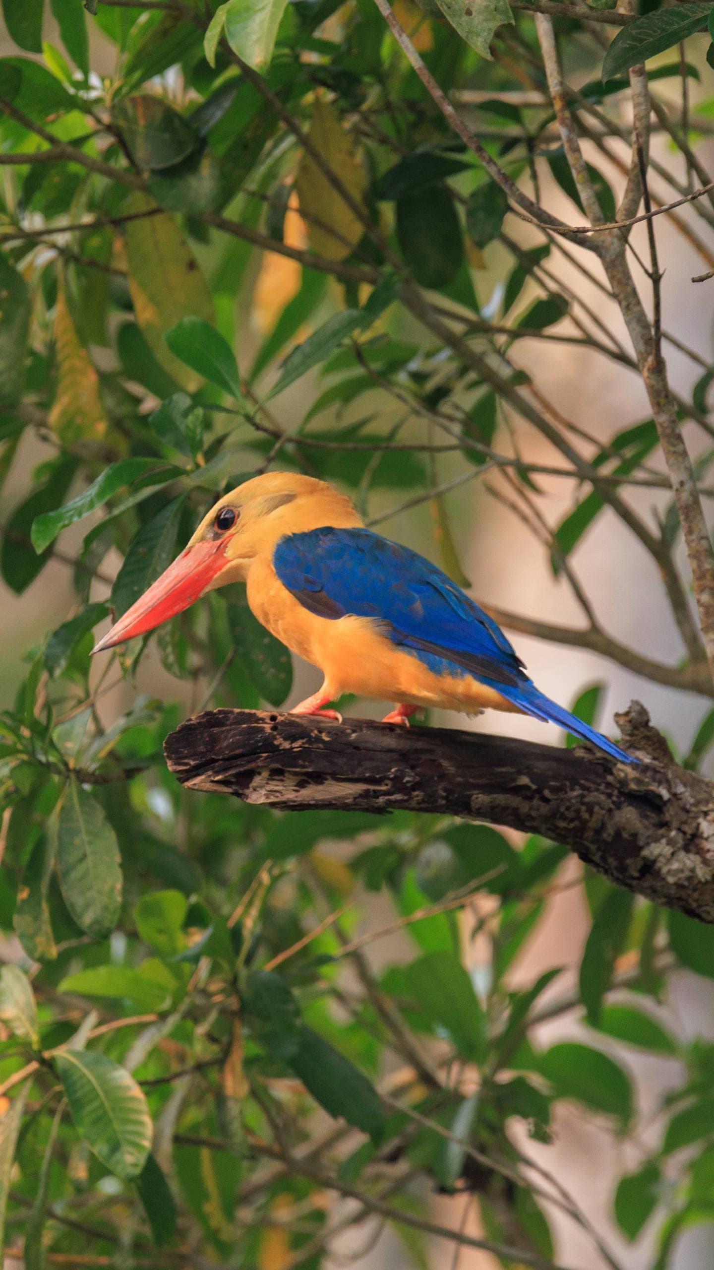 Tanjung Puting Klotok Tour: Orangutans, Birds & Night Herping | 3D2N