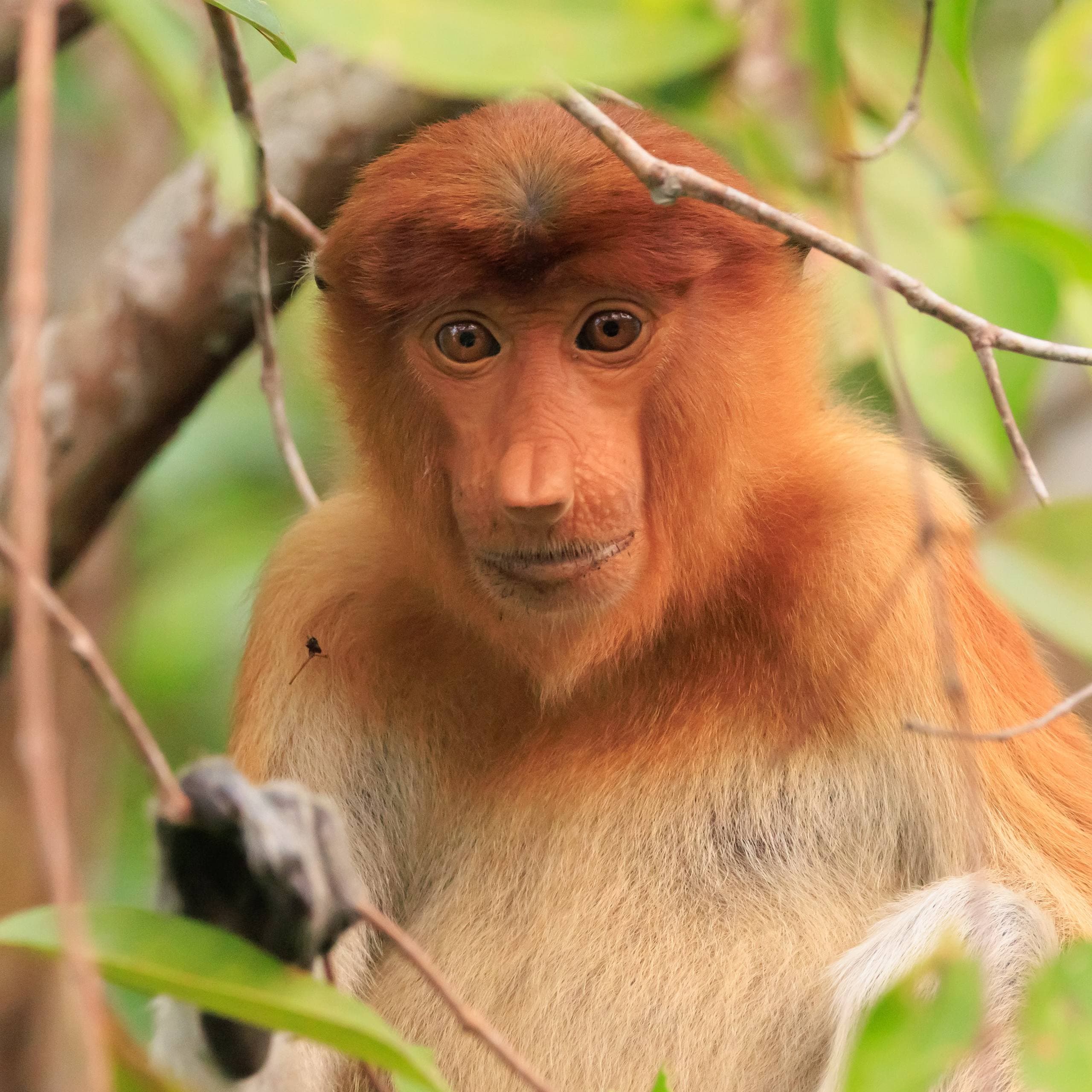 Tanjung Puting Klotok Tour: Orangutans, Birds & Night Herping | 3D2N