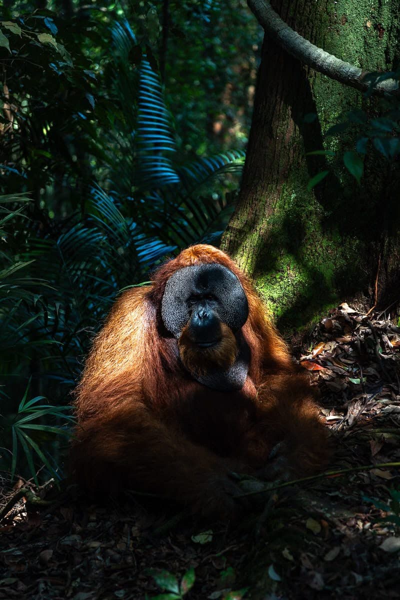 Deep Jungle Expedition Gunung Leuser 3 Days 2 Nights