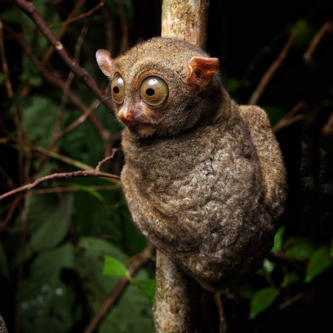 Kukang River Expedition: Day & Night Wildlife Cruise