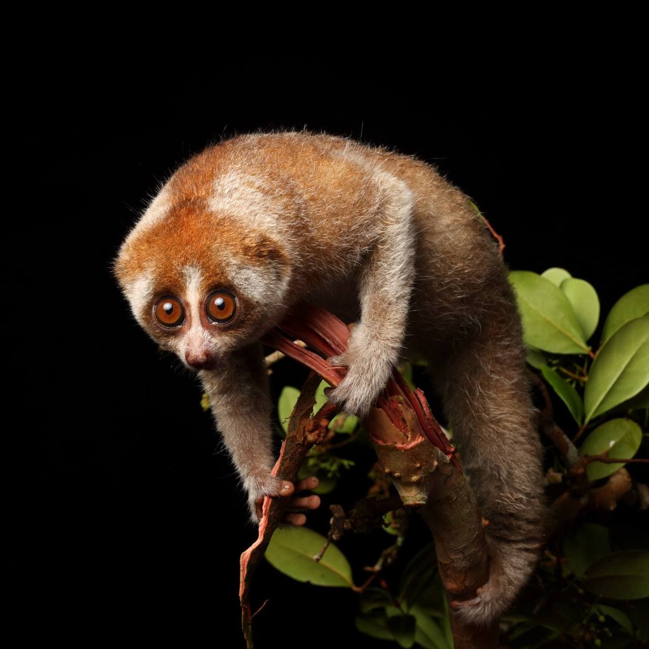 Kukang River Expedition: Day & Night Wildlife Cruise