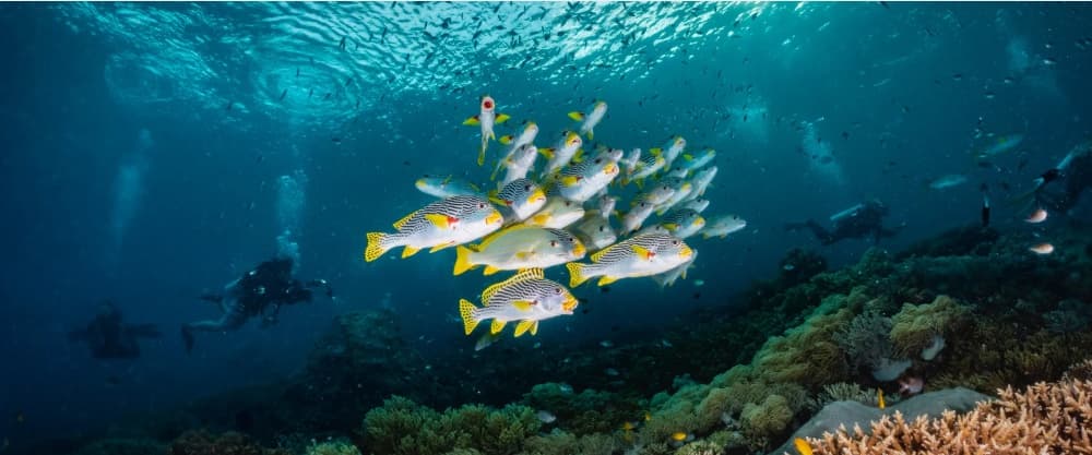 Raja Ampat Phinisi Liveaboard: The Ultimate Diving Expedition