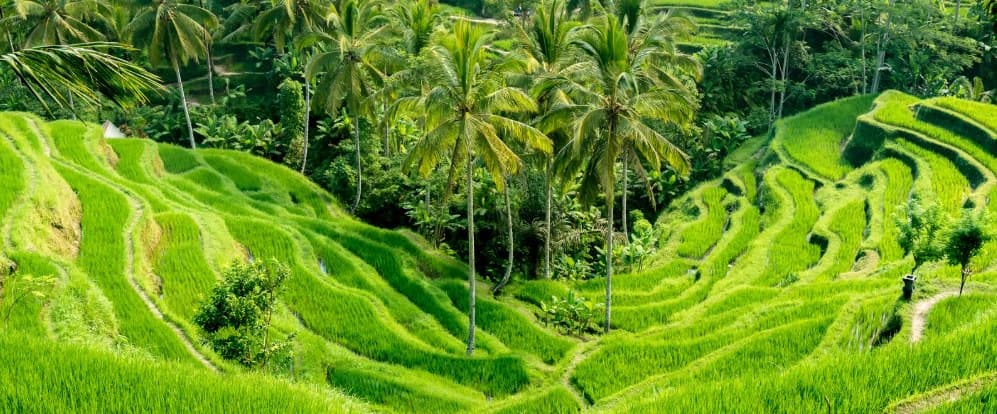 Rice field terrace