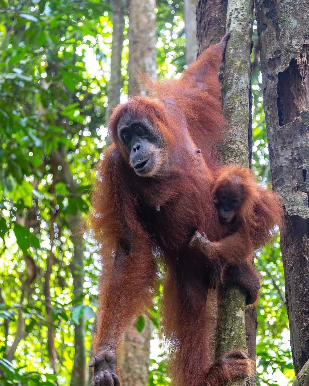 Sumatra's Secret Paradise | 7 Days 6 Nights