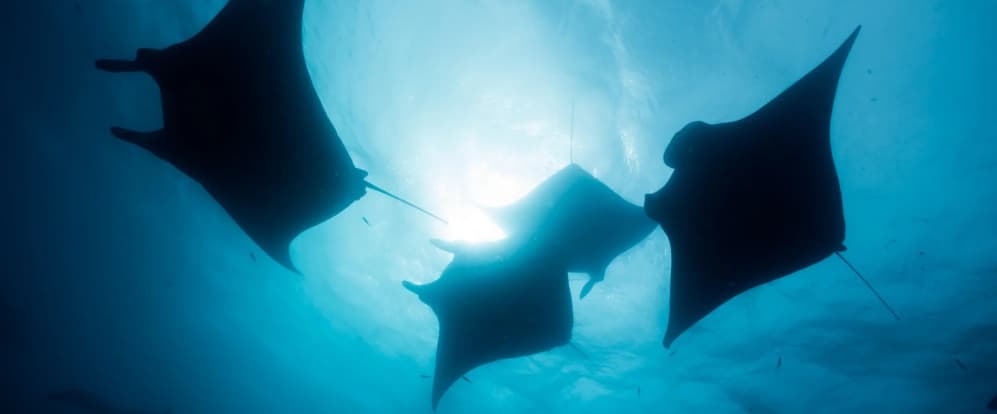 Manta rays