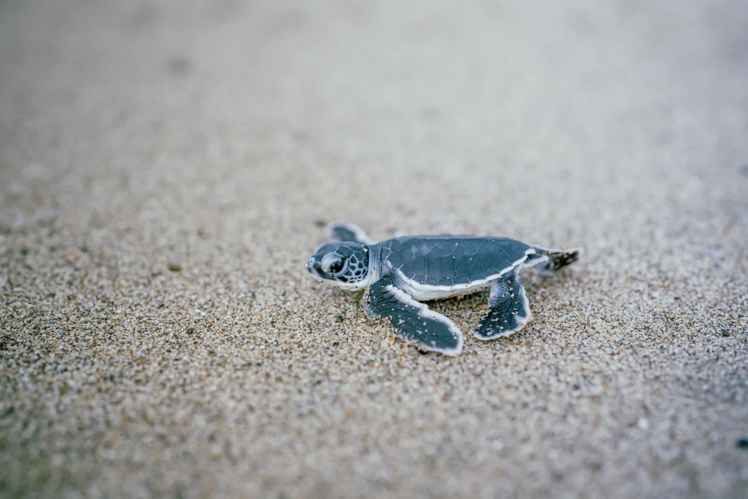 A green sea-turtle hatchling on Sukamade beach