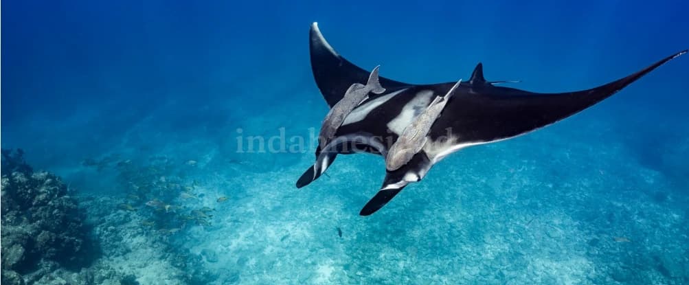 Manta Ray Season in Komodo 2026: Month-by-Month Guide